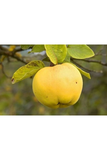 Айва рання Анжерська